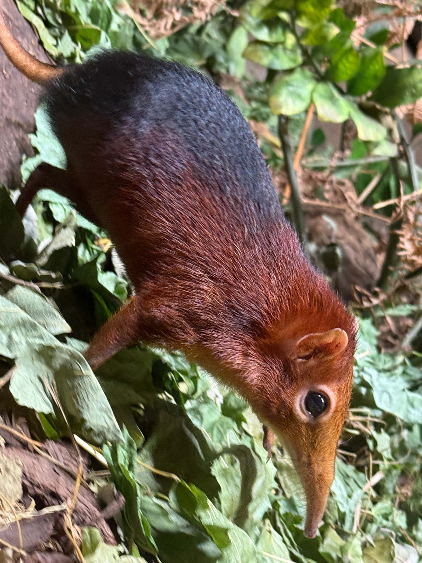 The real Sniffer, an elephant shrew
